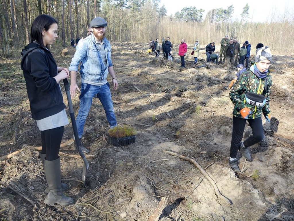 Sadzą las. Mają zapał do pracy! [ZDJĘCIA]