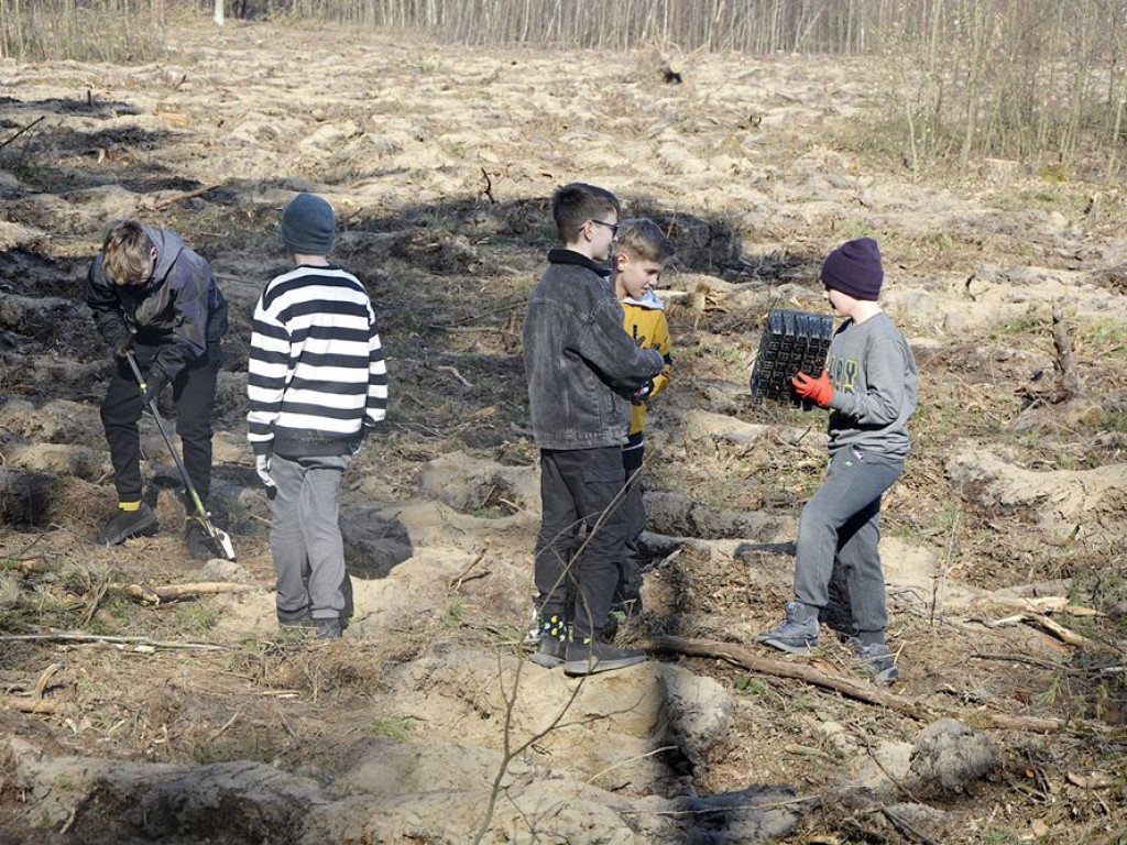 Sadzą las. Mają zapał do pracy! [ZDJĘCIA]