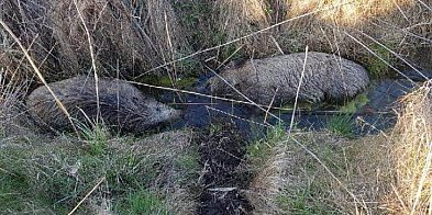 Martwe dziki leżą w rowie 200 m od zabudowań-28515