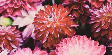 Czy dalie pasują do nowoczesnego ogrodu? Sprawdzamy na przykładach Dalia Story