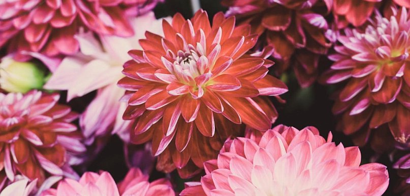 Czy dalie pasują do nowoczesnego ogrodu? Sprawdzamy na przykładach Dalia Story